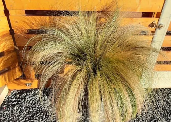 шангри ла - 1, плаж градина *